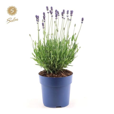 Lavandula angustifolia 'Felice Light Blue'