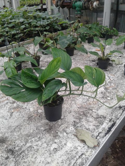 Monstera pinnatipartita