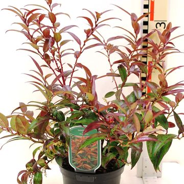 Leucothoe keiskei 'Royal Ruby'