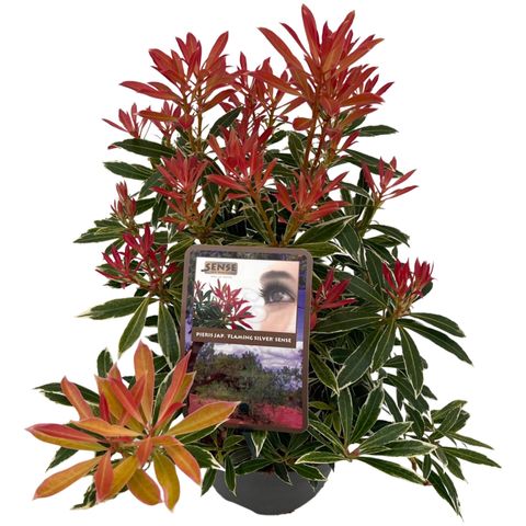 Pieris 'Flaming Silver'