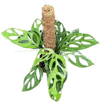 Monstera adansonii 'Indonesian Marble'