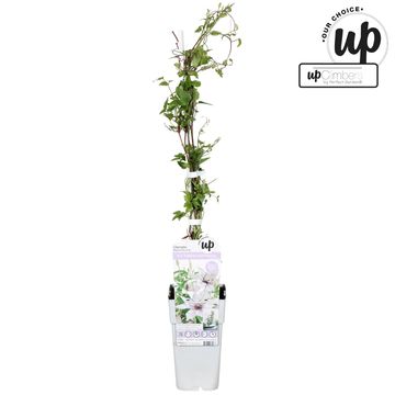 Clematis SAMARITAN JO (EL)