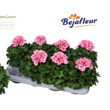 Pelargonium Grandiflorum 'Fenna'