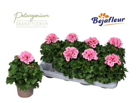 Pelargonium Grandiflorum 'Fenna'