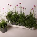 Armeria maritima 'Abbey Deep Rose'