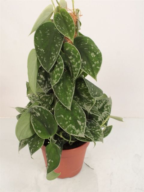 Scindapsus pictus 'Argyraeus'