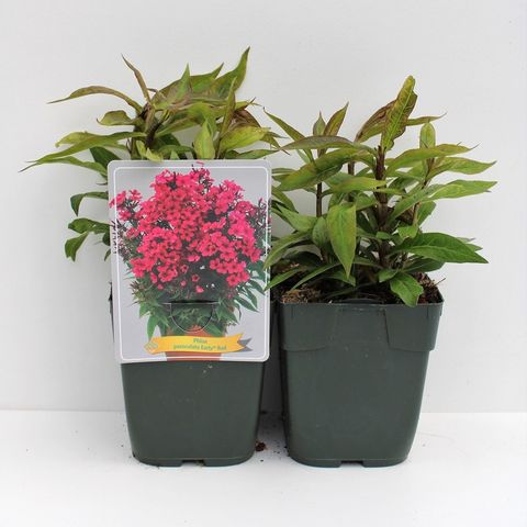 Phlox 'Early Red'