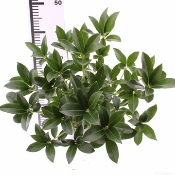 Skimmia japonica WHITE GLOBE