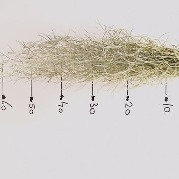 Tillandsia usneoides