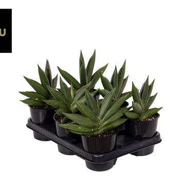 Sansevieria 'Almond Jade'