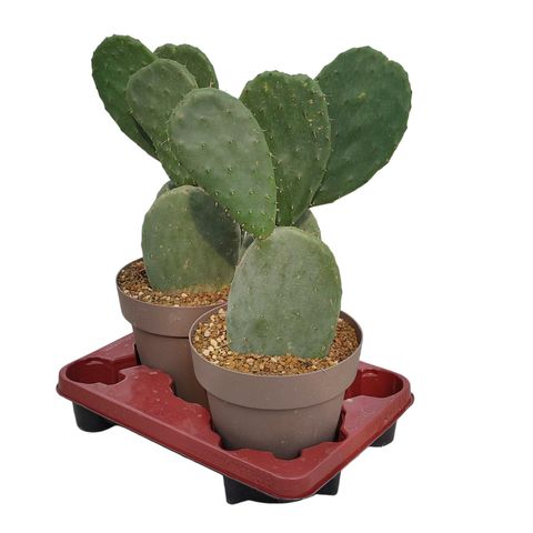 Opuntia ficus-indica