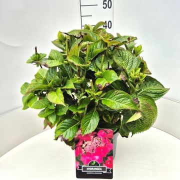 Hydrangea macrophylla 'Rotkehlchen'