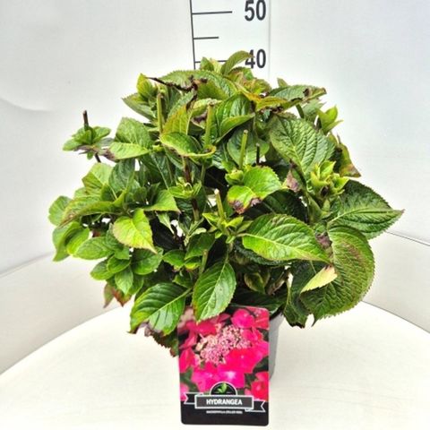 Hydrangea macrophylla 'Rotkehlchen'