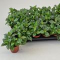 Pilea cadierei