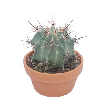 Ferocactus histrix