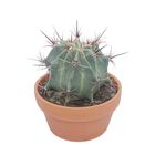 Ferocactus histrix