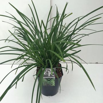 Carex morrowii 'Irish Green'