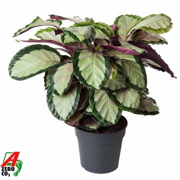 Calathea roseopicta 'Silvia'