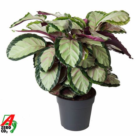 Calathea roseopicta 'Silvia'