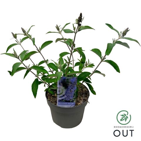 Buddleja davidii 'Ellen's Blue'