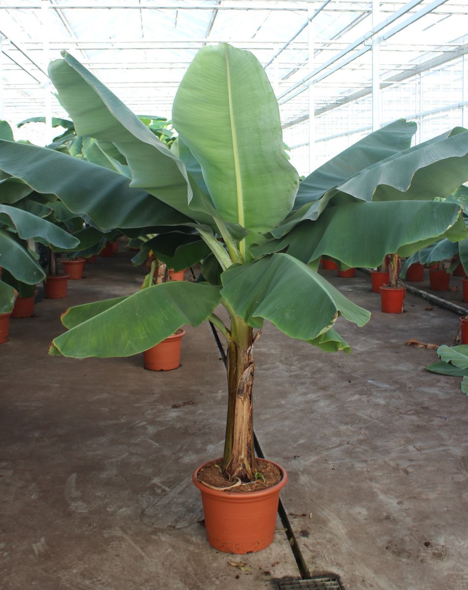 Musa 'Dwarf Cavendish' — Plant Wholesale FlorAccess