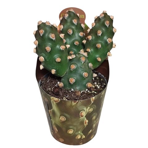 Tephrocactus molinensis