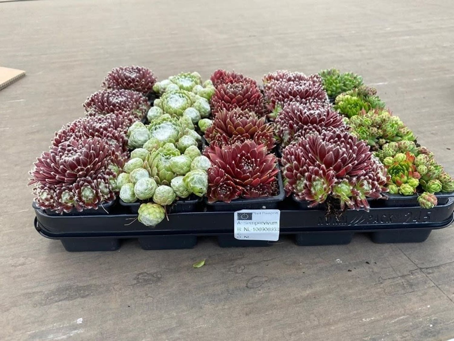 Sempervivum MIX — Plant Wholesale FlorAccess