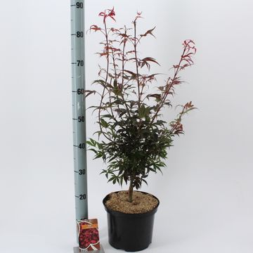 Acer palmatum 'Shaina'