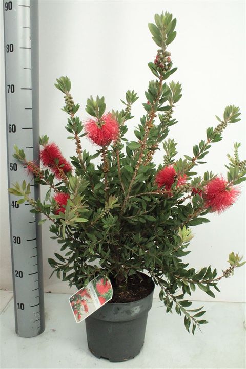 Callistemon laevis