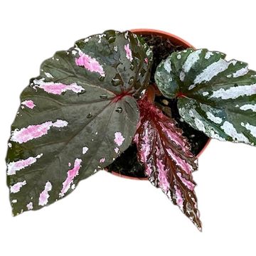 Begonia brevirimosa
