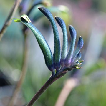 Anigozanthos 'Blue Masquerade'
