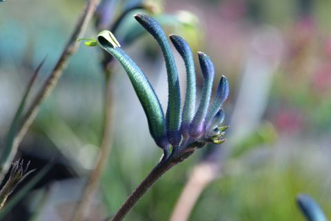 Anigozanthos 'Blue Masquerade'