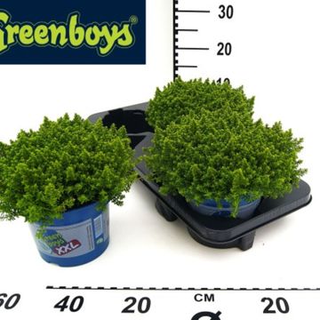 Hebe 'Emerald Gem'