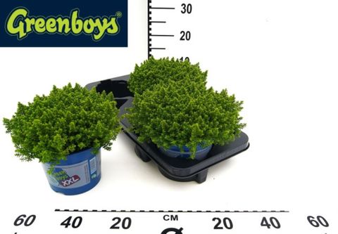 Hebe 'Emerald Gem'