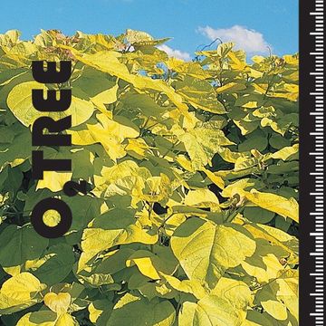 Catalpa bignonioides 'Aurea'