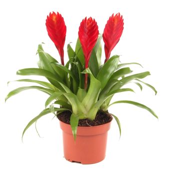 Vriesea 'Christiane'