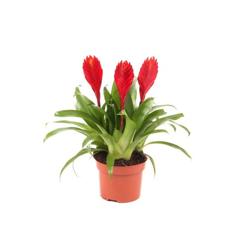 Vriesea 'Christiane'