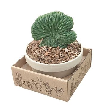 Trichocereus pachanoi cristata