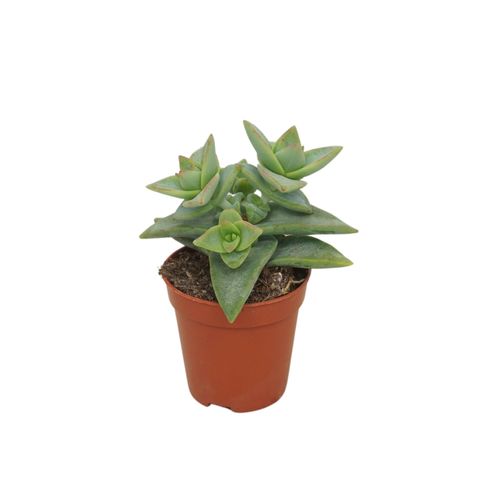 Crassula perforata 'Pagoda'