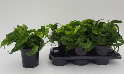 Asplenium antiquum 'Hurricane'