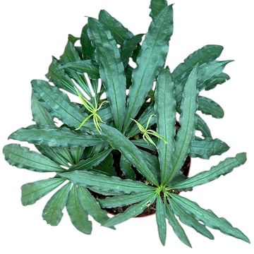 Anthurium polyschistum