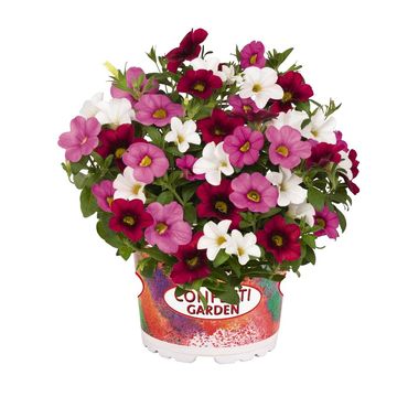 Calibrachoa CONFETTI GARDEN HAWAIIAN PINK FUSION