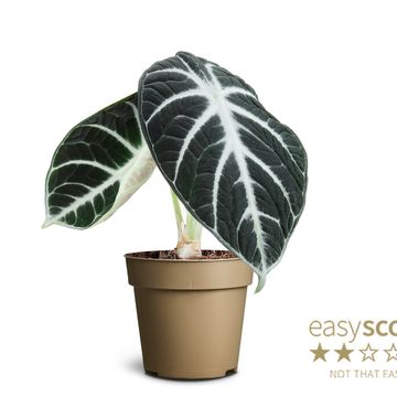 Alocasia reginula 'Ninja'