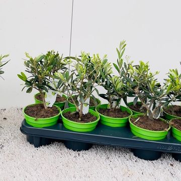 Olea europaea