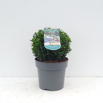 Euonymus japonicus 'Microphyllus'