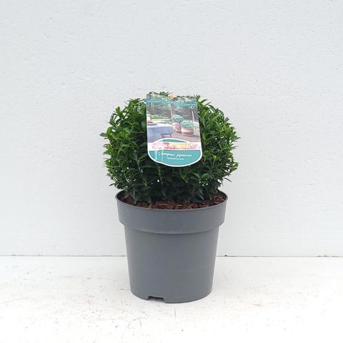 Euonymus japonicus 'Microphyllus'