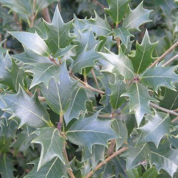 Osmanthus heterophyllus