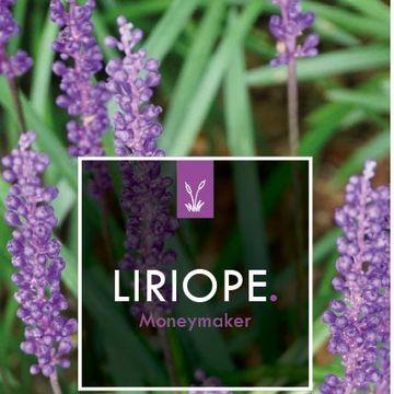 Liriope muscari 'Moneymaker'