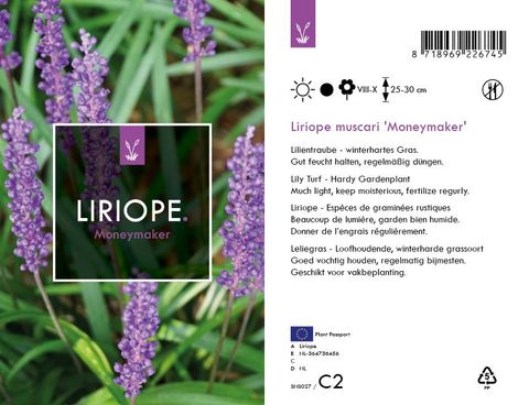 Liriope muscari 'Moneymaker'