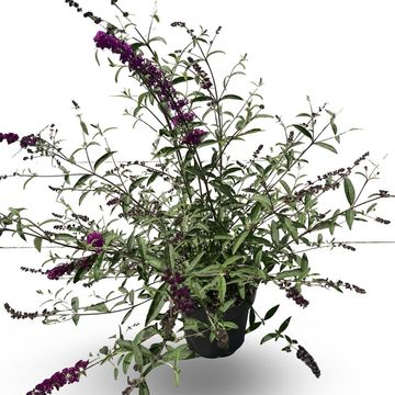 Buddleja davidii 'Royal Red'